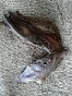 Dried Patra fish head