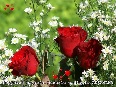red-roses - photo10