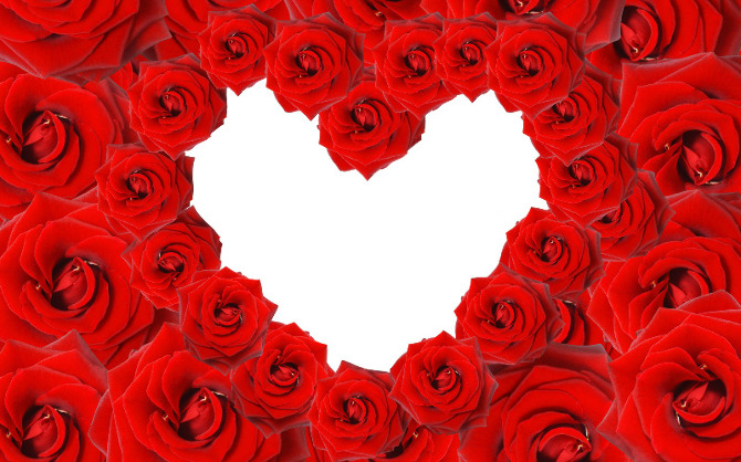 red roses-photo6