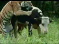 Tiger Tackles Cow