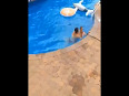 Pool Jump Attempt Ends In Painful