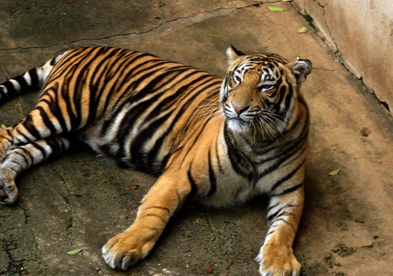 Bengal Tiger : indian tourism - photo 5 from album jim corbett national ...